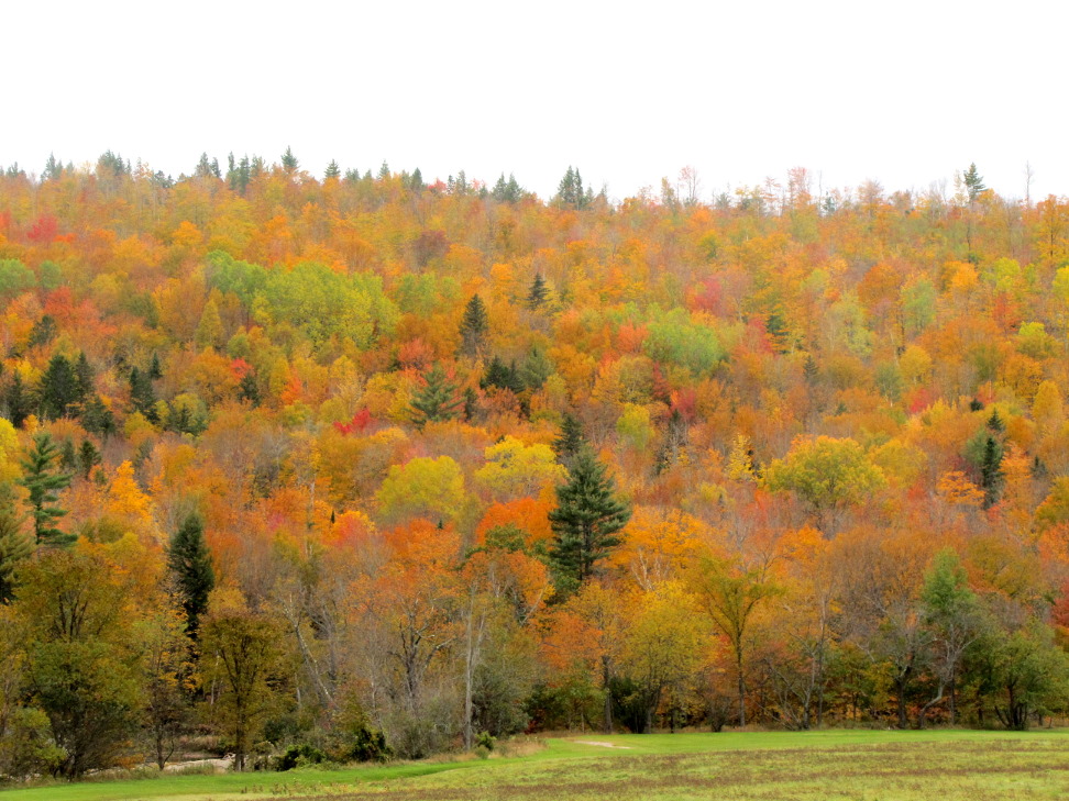 Fall Colors